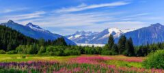 Spring flowers in Alaska USA