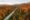Epic Aerial Panorama of New England Road in Autumn. Car Drives on Road with Vast Forest of Colorful Fall Foliage Trip Tourism Scenic View Landscape