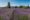 Lavender fields in Willamette Valley