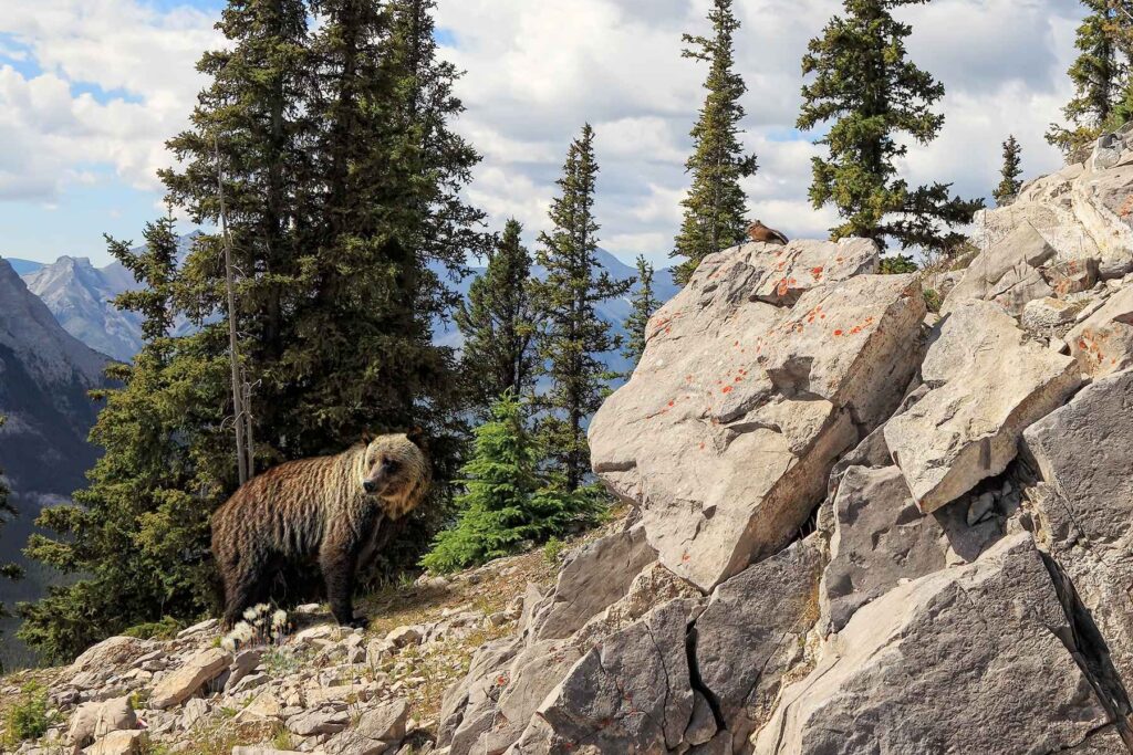 Grizzly Bear in Banff