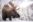 CAN_Alberta_Banff_shutterstock_1576113379-1-1 Moose in Jasper Canada in the snow
