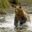 Grizzly bear running through a river at Knight Inlet, BC