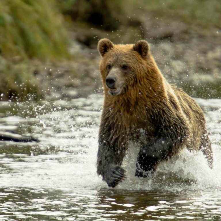 Grizzly bear running through a river at Knight Inlet, BC