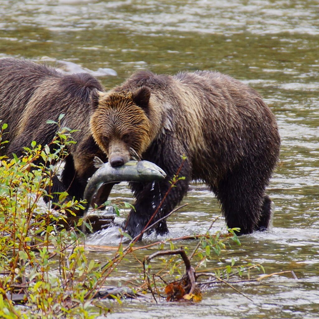 Grizzly bears eating salmon