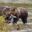 Grizzly bears eating salmon