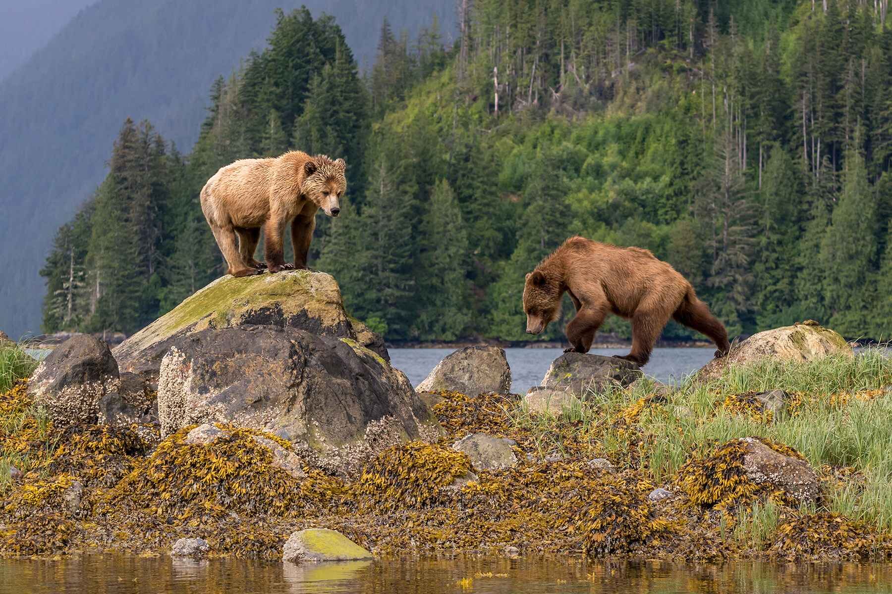 Two grizzly bears face off on a rugged shoreline in Banff National Park
