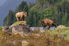 Two grizzly bears face off on a rugged shoreline in Banff National Park