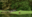 Grizzly bear eating sedge grass near the shore in the Great Bear Rainforest
