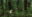 Spirit bear on Gribbell Island in the Great Bear Rainforest