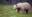 Kermode bear near Terrace