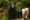 Mama Black bear & cub & Spirit Bear on a log in the Great Bear Rainforest