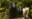 Mama Black bear & cub & Spirit Bear on a log in the Great Bear Rainforest