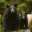 Mama Black bear & cub & Spirit Bear on a log in the Great Bear Rainforest