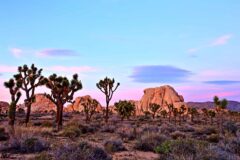 USA_California_JoshuaTreeNP_shutterstock_418105456_11zon Joshua Tree NP