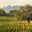 Sonoma Valley