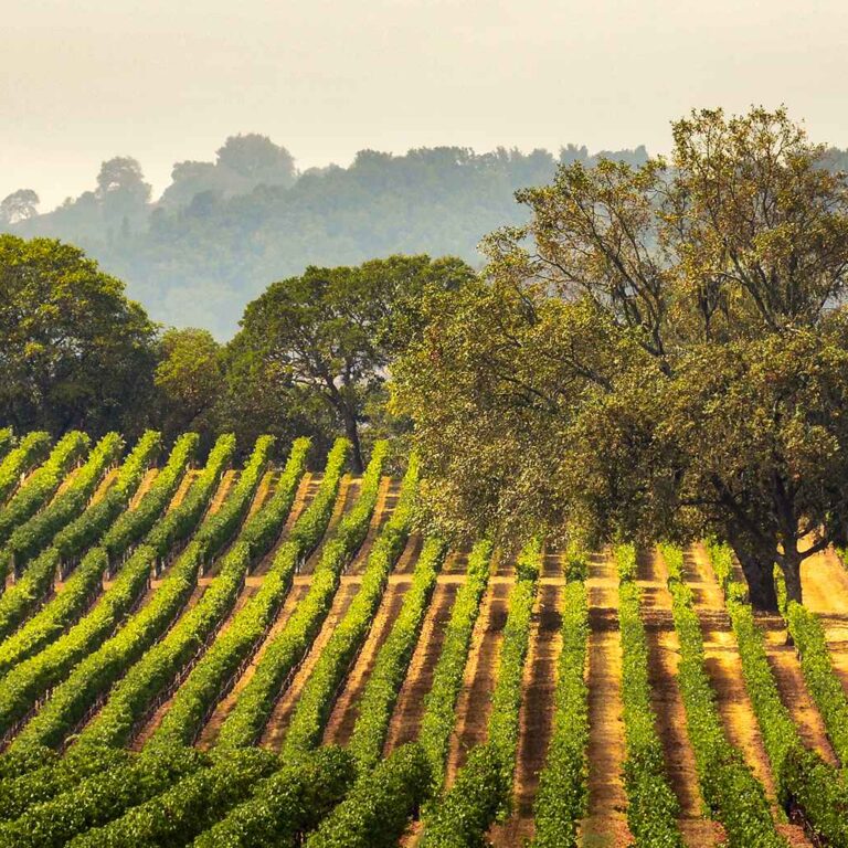 Sonoma Valley