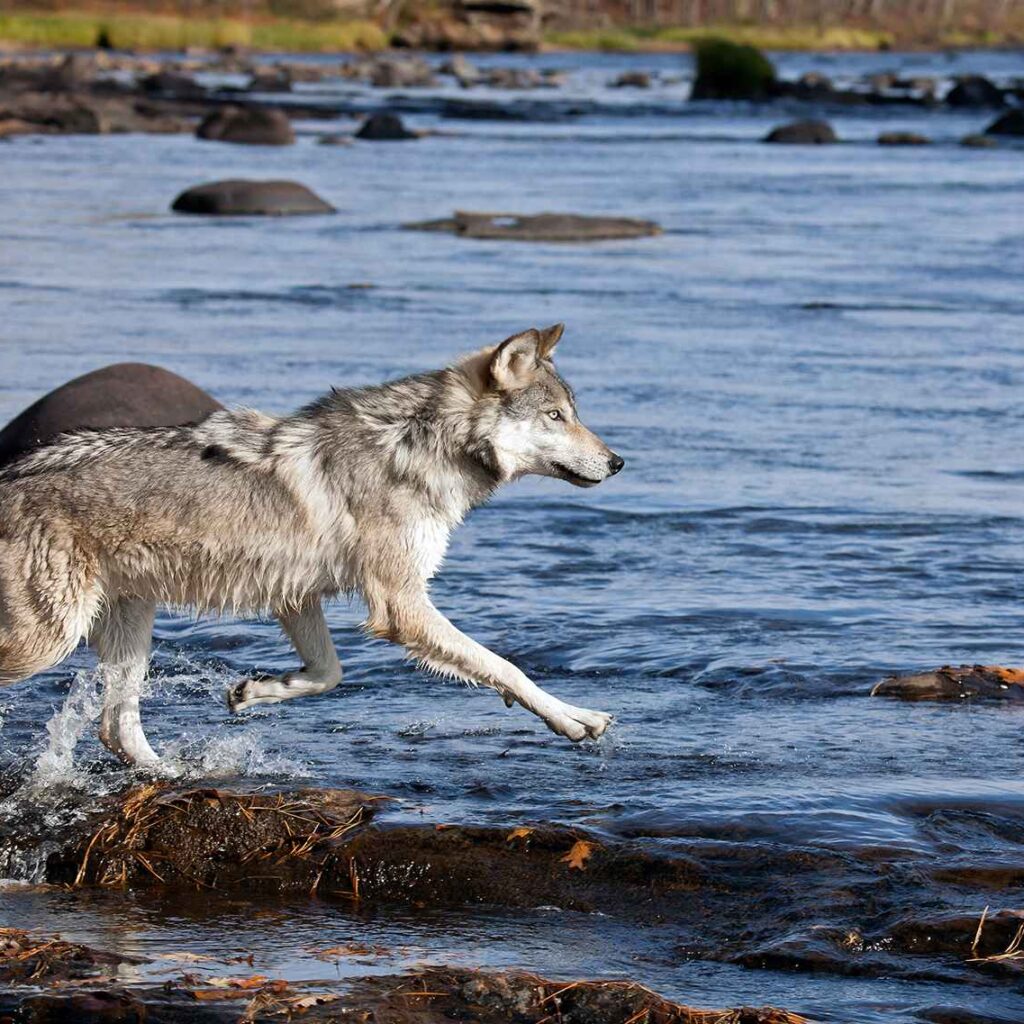 Wolf in Minnesota