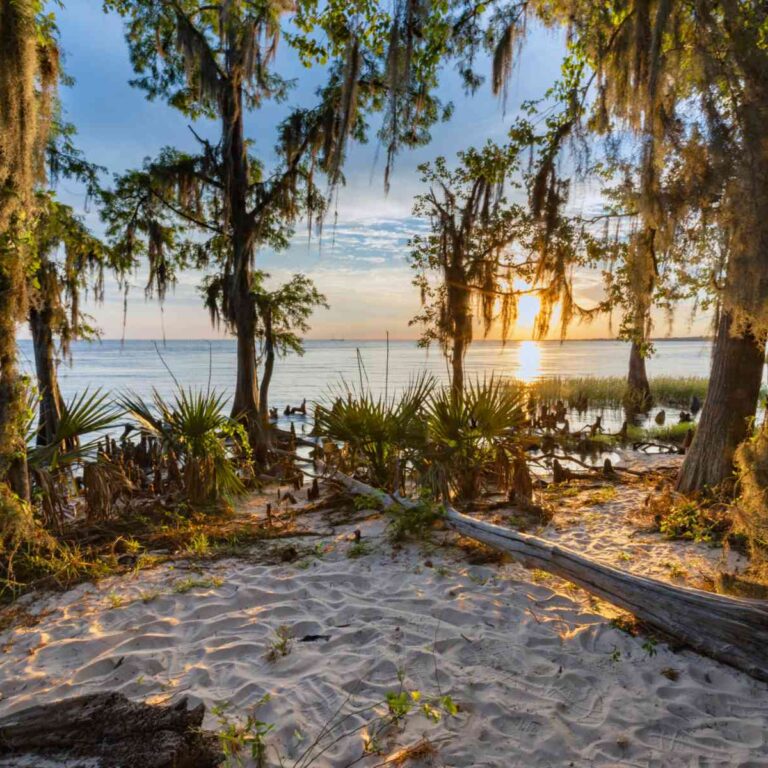 View of the water through the trees at Fontainebleau State Park in Mandeville, Louisiana