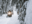 Snowmobiling in Whitehorse, Yukon