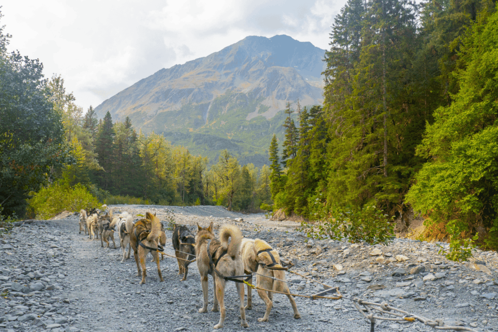 Dog sled ride in Seward, Alaska
