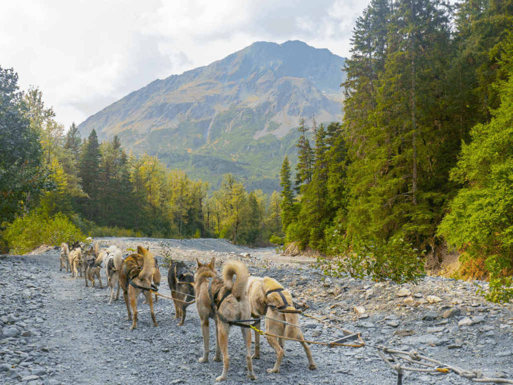 Dog sled ride in Seward, Alaska