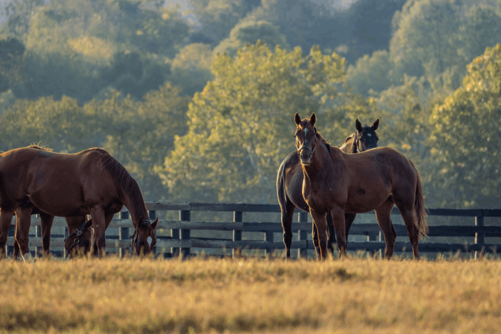 New Vocations Horse Farm in Lexington, Kentucky