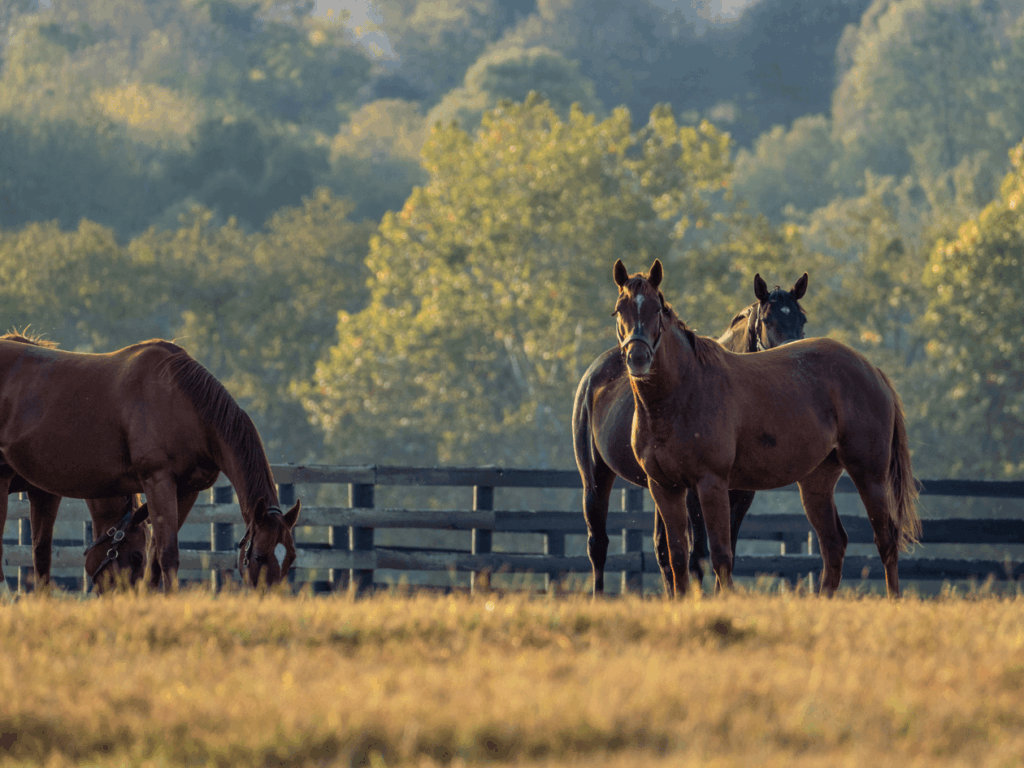 New Vocations Horse Farm in Lexington, Kentucky