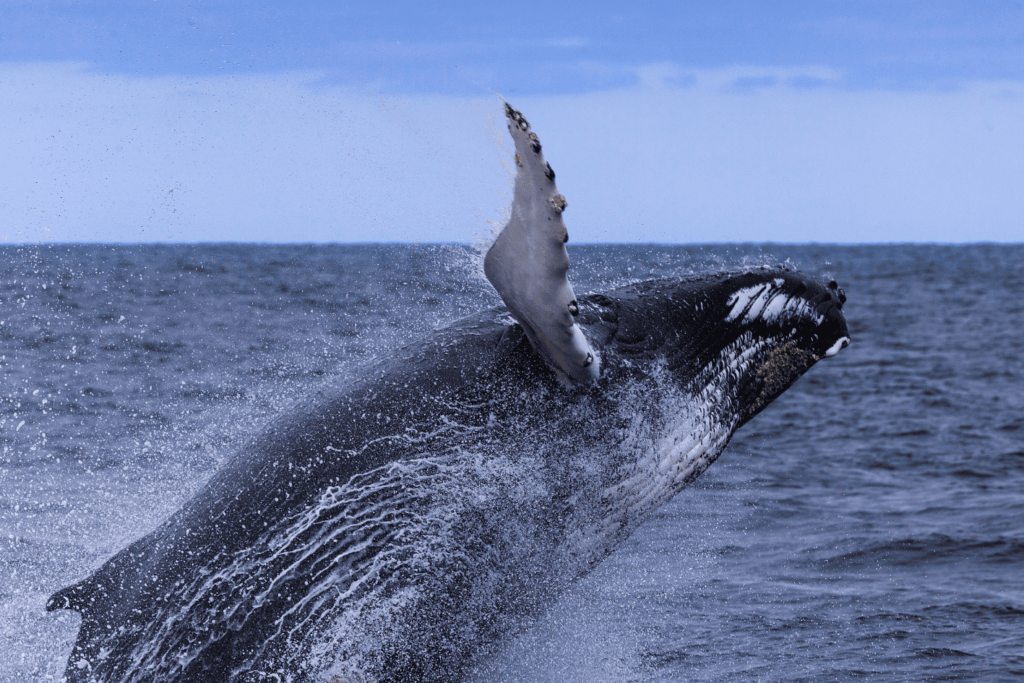 Whale-watching off the coast of Boston, in the Stellwagen Banks National Marine Sanctuary
