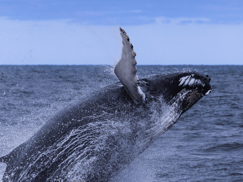 Whale-watching off the coast of Boston, in the Stellwagen Banks National Marine Sanctuary