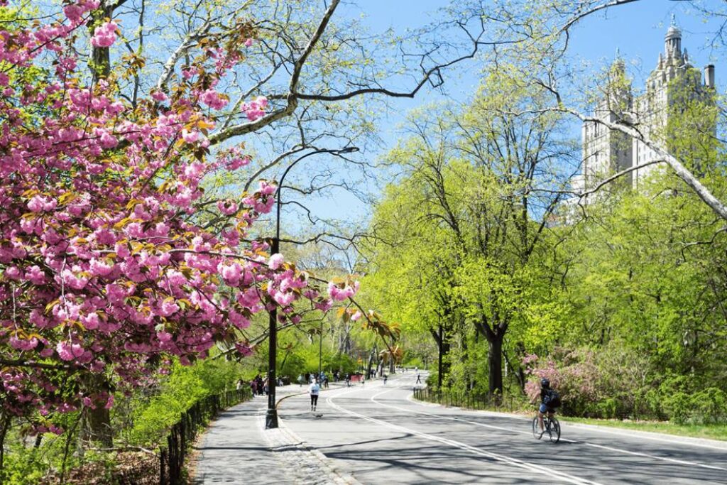 Cycling through Central Park, New York