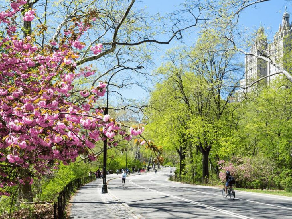 Cycling through Central Park, New York
