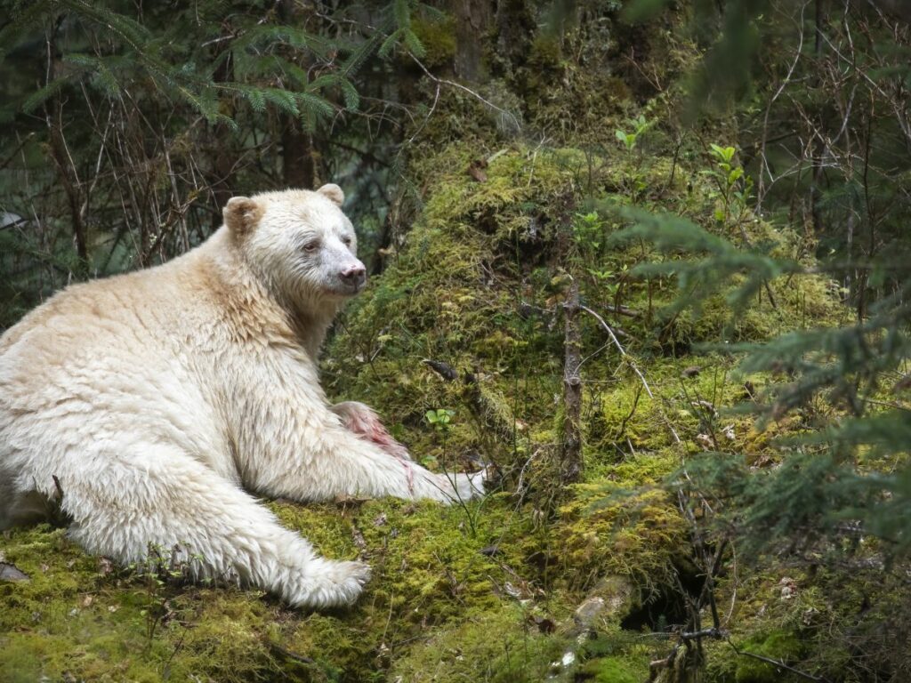 Spirit Bear in the wild