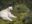 Spirit Bear in the wild