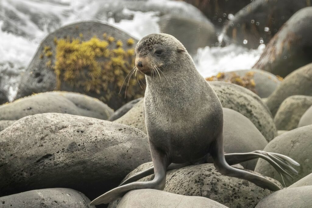 Oscar Farrera/ Hurtigruten