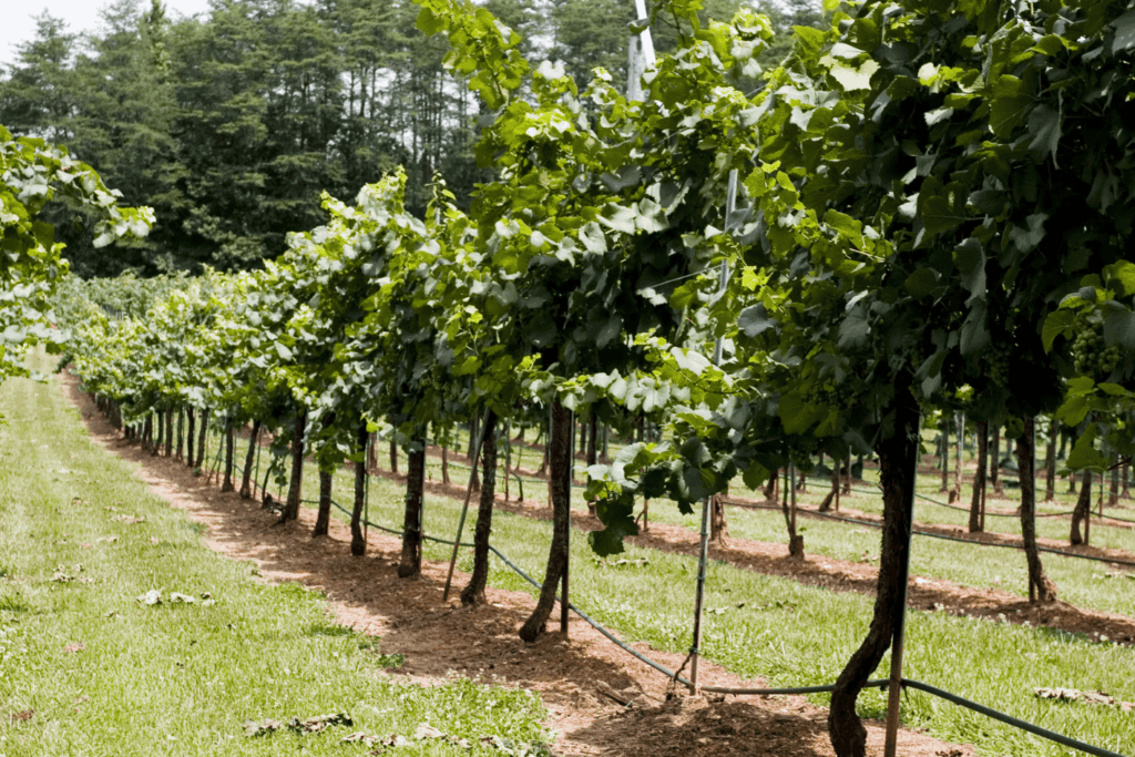 Vineyards in Long Island, New York