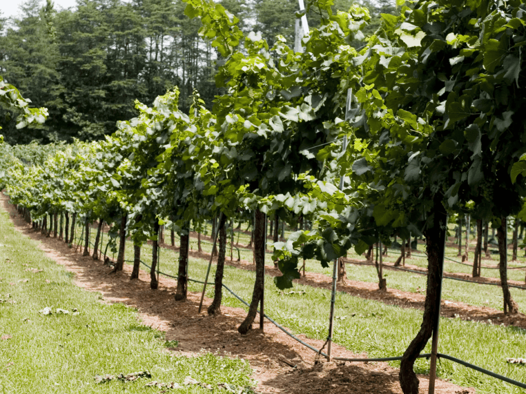 Vineyards in Long Island, New York
