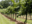 Vineyards in Long Island, New York