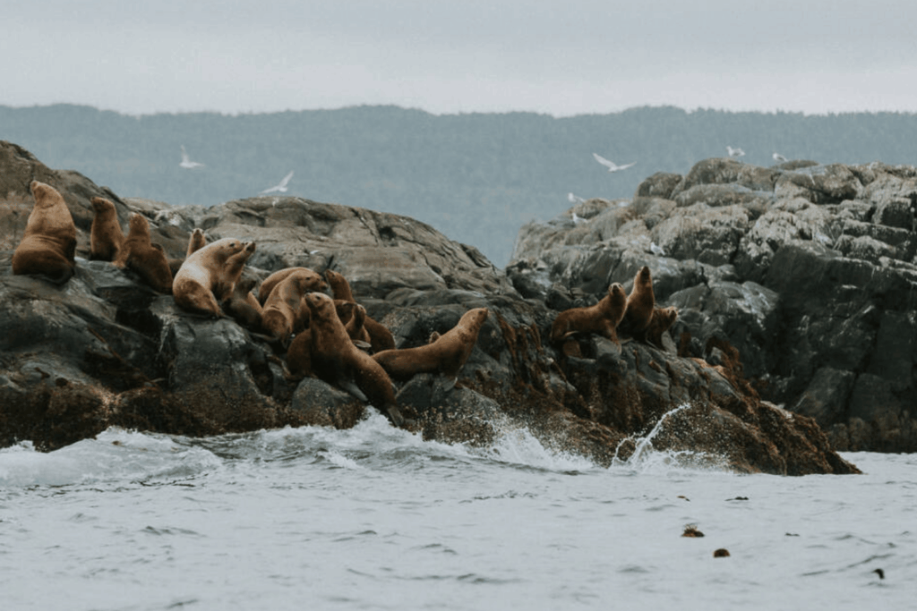 Port Hardy Vancouver Island