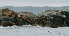 Port Hardy Vancouver Island