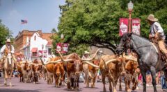 Cattle drive, Texas Longhorn cattle with cowboys. Stockyards, Fort Worth, Texas, USA