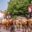 Cattle drive, Texas Longhorn cattle with cowboys. Stockyards, Fort Worth, Texas, USA