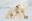 CAN_Polar Bears_Shutterstock Polar bears