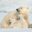 Polar bears