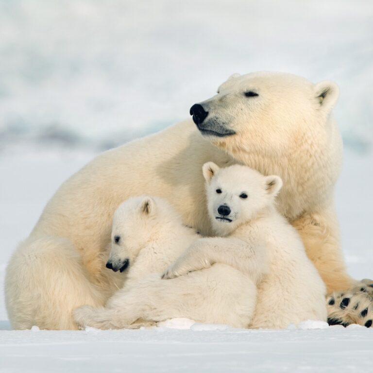 Polar bears
