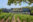 Vineyard