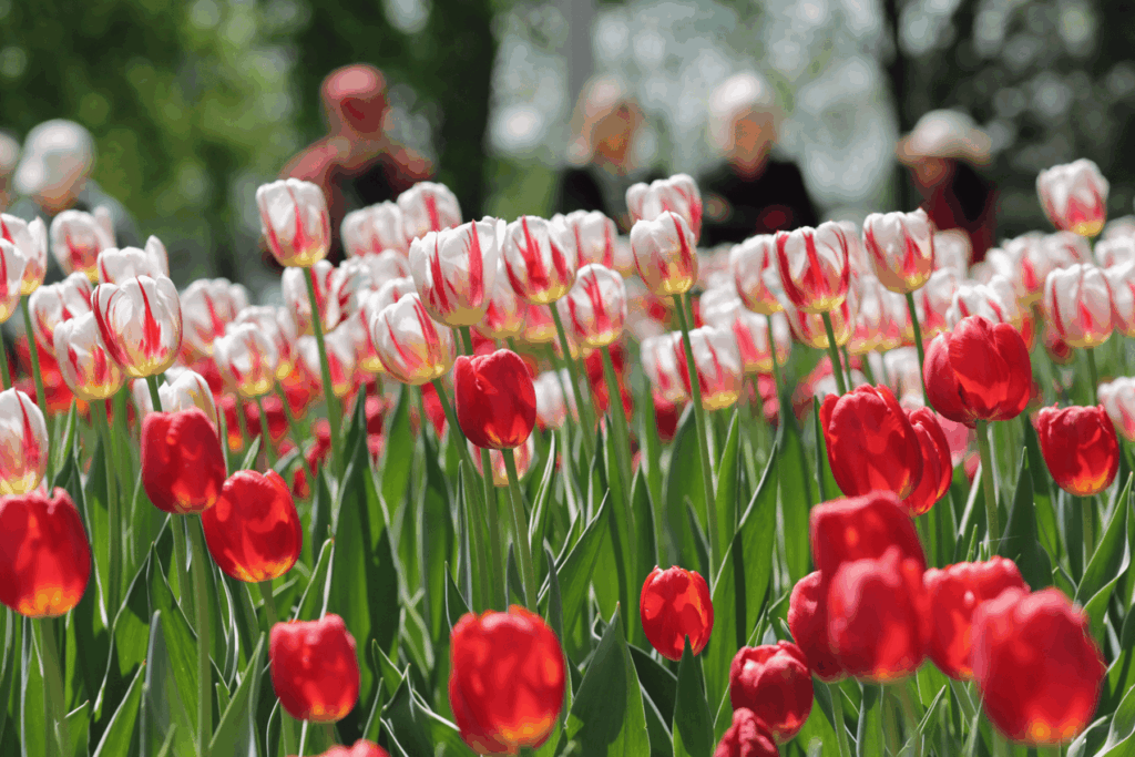 Tulip Festival Ottawa