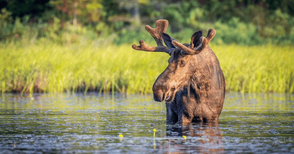 Moose in Algonquin Provincial Park