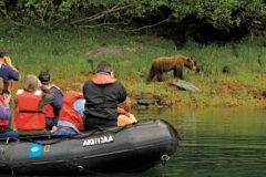 Close up bear watching from a boat in Alaska
