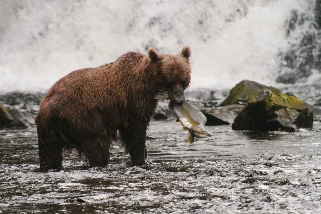 A bear eating a salmon in Alaska