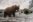 USA_Alaska_Bear with salmon_Uncruise A bear eating a salmon in Alaska